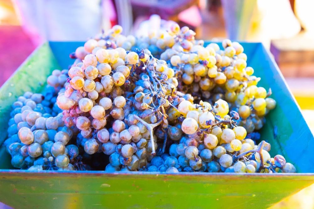 gyerekmusor_szuret_01